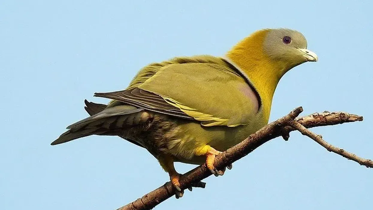 Discover fun yellow-footed green pigeon facts about its feeding habits, habitat, range, and more!