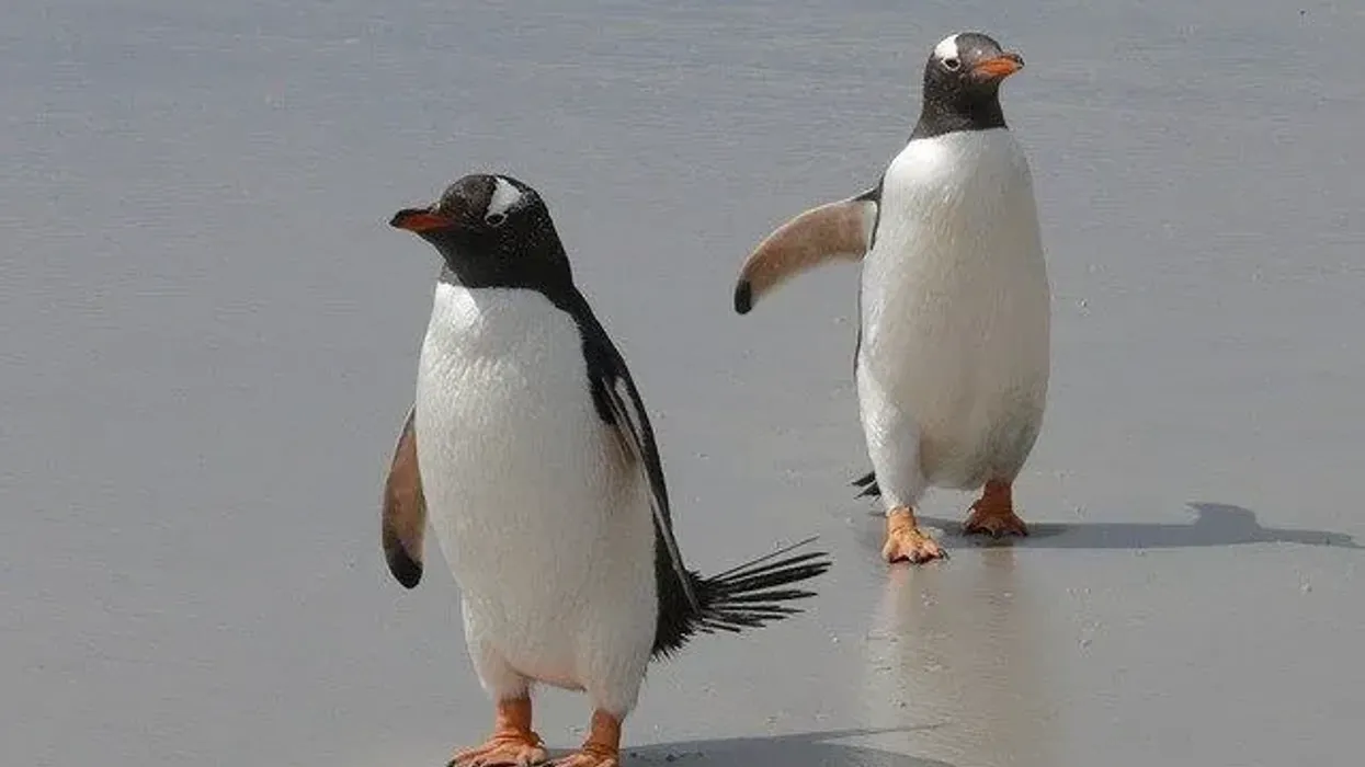 Discover gentoo penguin facts about this species of penguins found in the Antarctic and sub-Antarctic islands