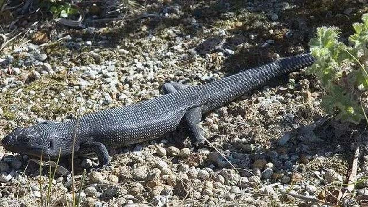 Discover giant skink facts about their size, predators, and more!