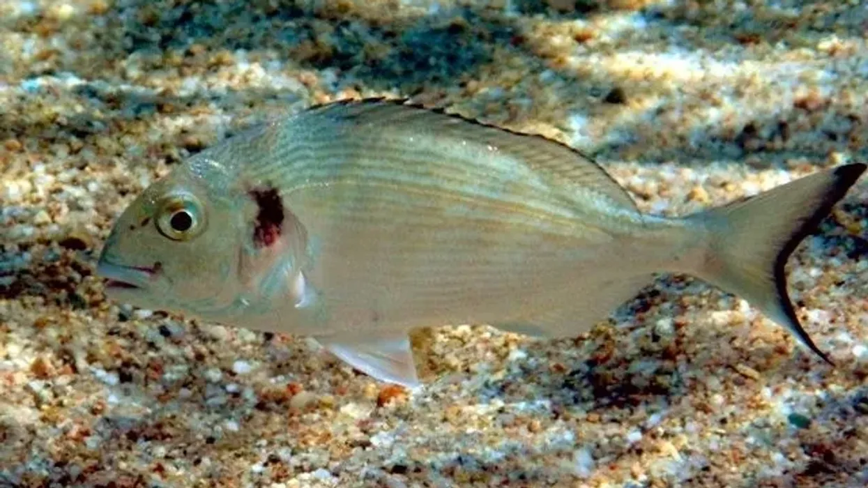 Discover gilt-head bream facts about its habitat, appearance, and diet.