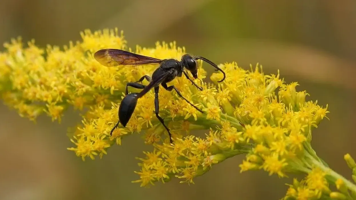Discover Great Black wasp facts: an amazing insect that lives in North America.
