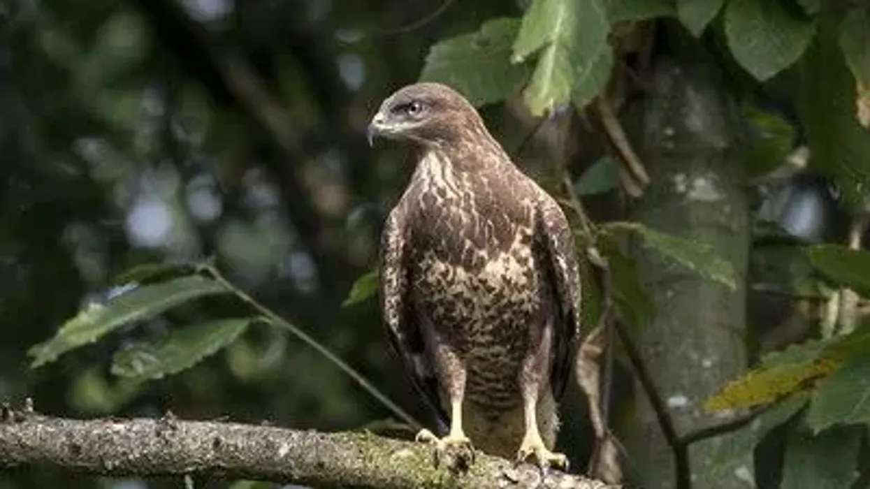 Discover great common buzzard facts here.