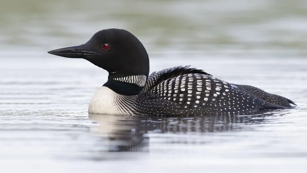 Discover great common loon facts here.