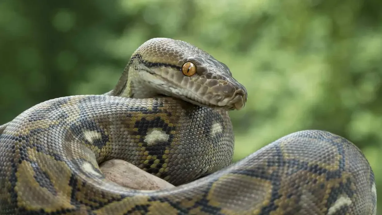Discover great python facts about this constricting snake species found in the eastern hemisphere's tropics and subtropics