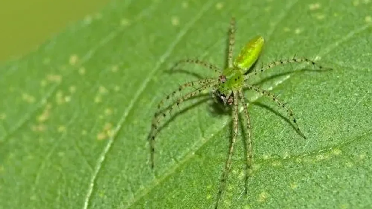 Discover green lynx spider facts about this unique spider is bright green in color.