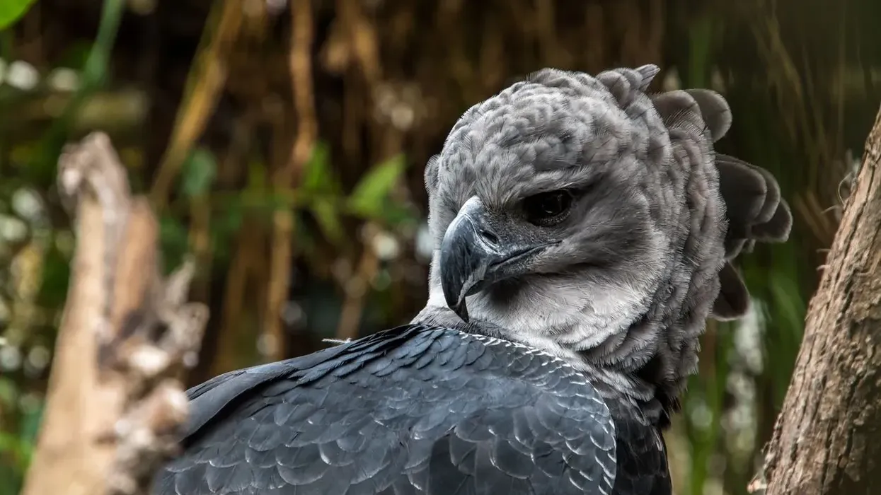 Discover harpy eagle facts about this bird from the Animalia kingdom.