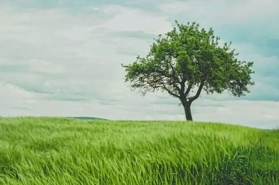 Discover incredible ivory silk lilac tree facts.