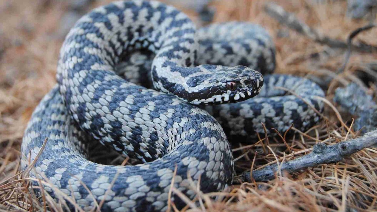 Discover interesting adder facts.