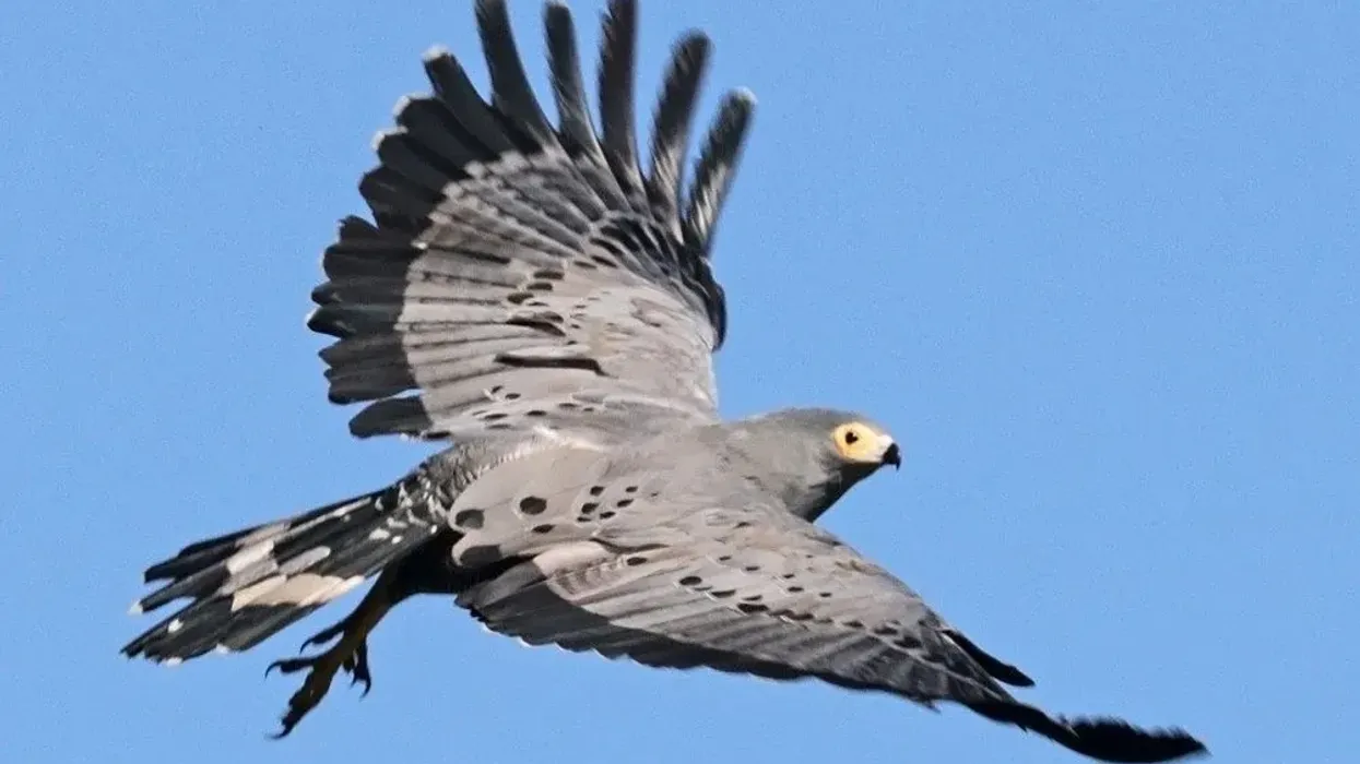 Discover interesting African harrier hawk facts!