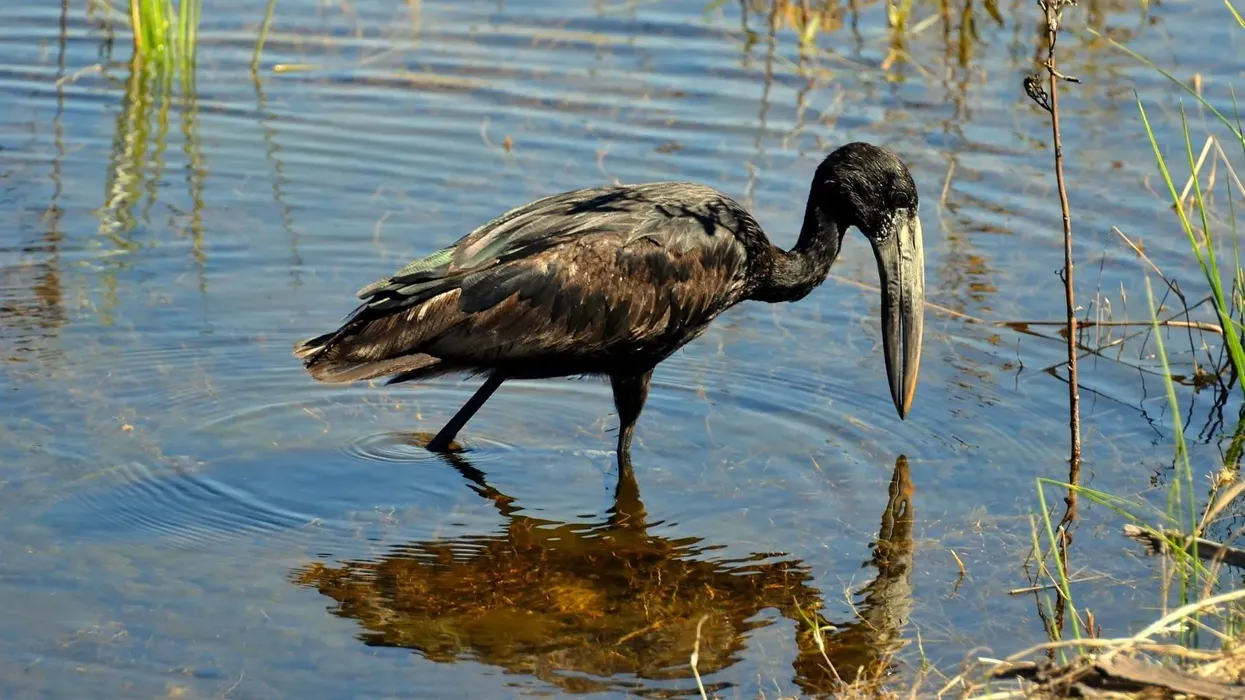 Discover interesting African openbill facts.