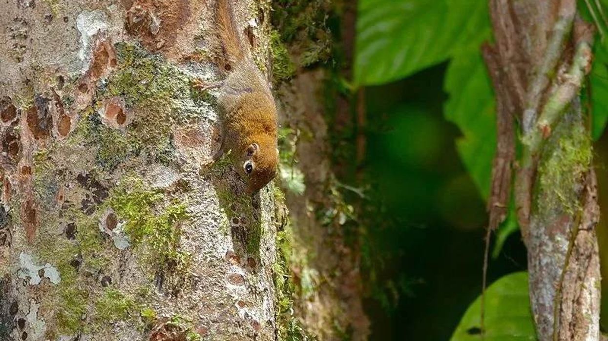 Discover interesting African pygmy squirrel facts about the smallest squirrel in the world.