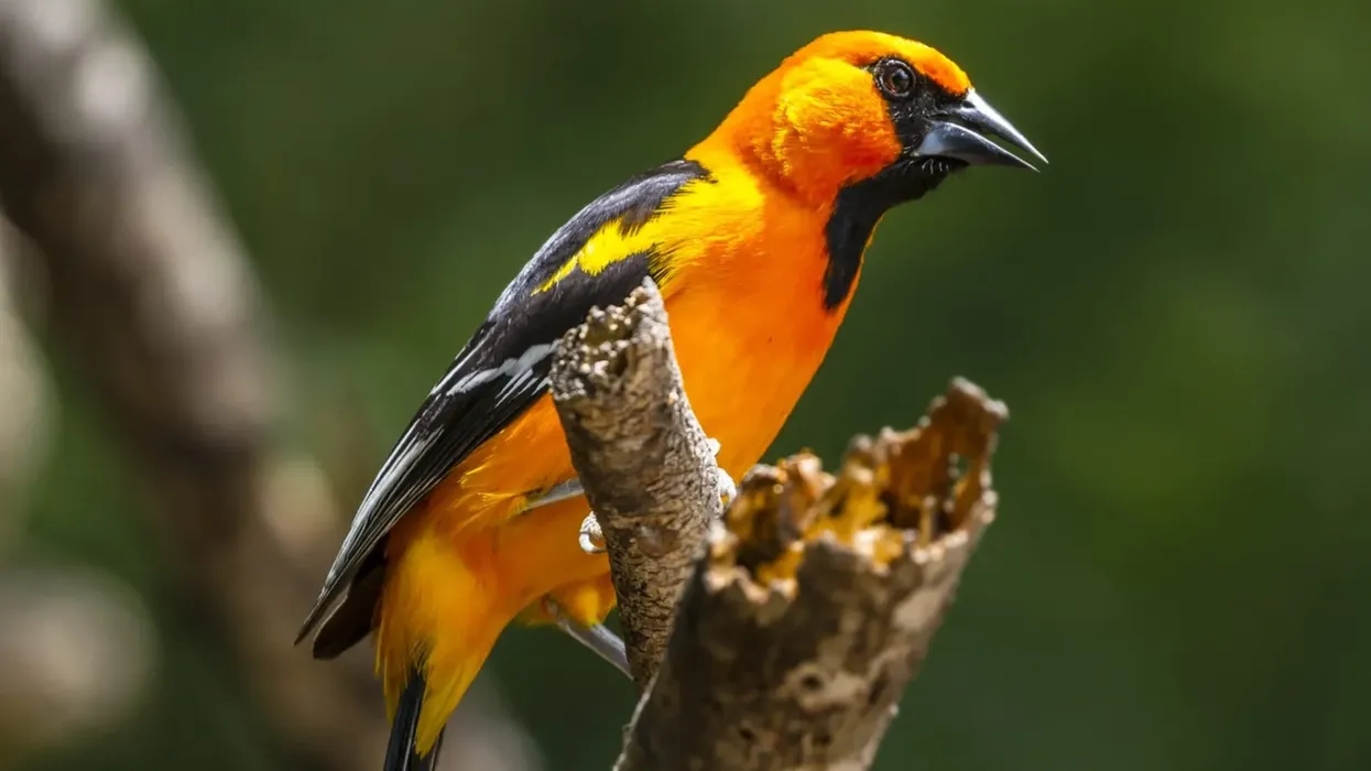 Discover interesting Altamira oriole facts.