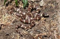 Discover interesting and fun common kingsnake facts for kids.