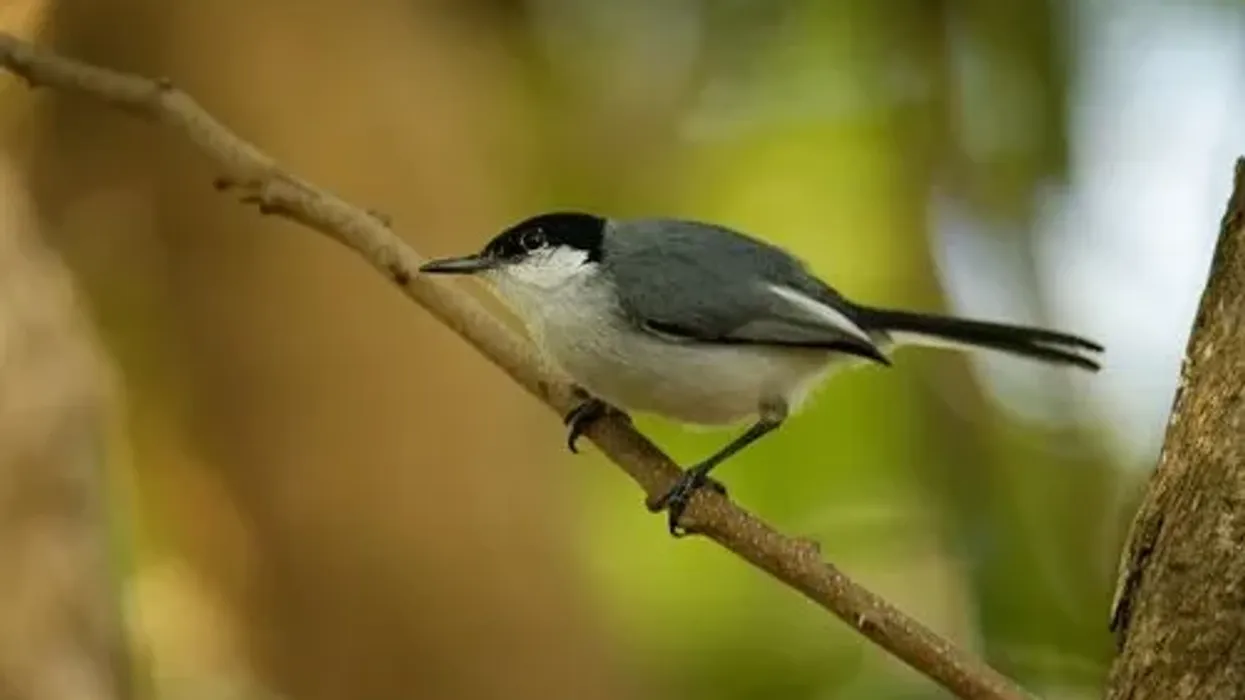 Discover interesting black-capped gnatcatcher facts for kids.