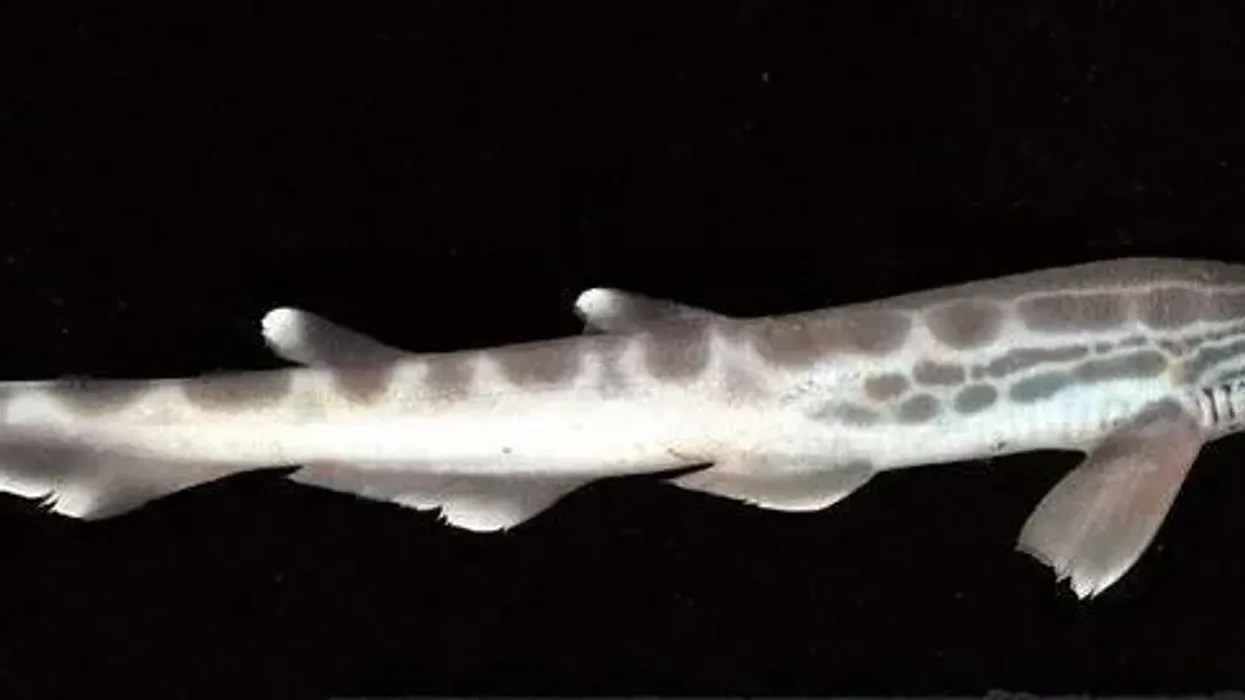 Discover interesting blackmouth catshark facts.