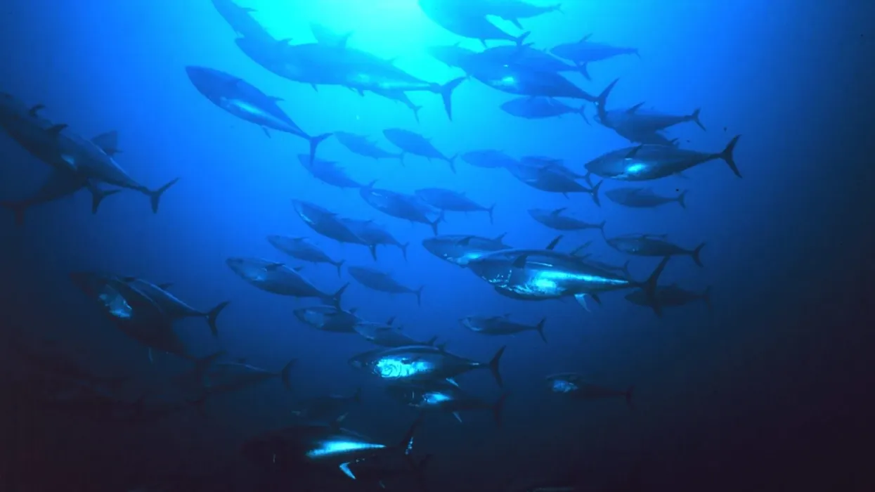 Discover interesting bluefin tuna facts.