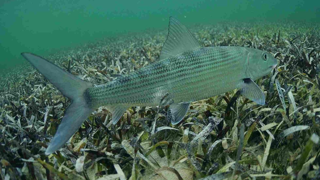 Discover interesting bonefish facts such as catching them is called bonefishing or bonefish fly fishing.