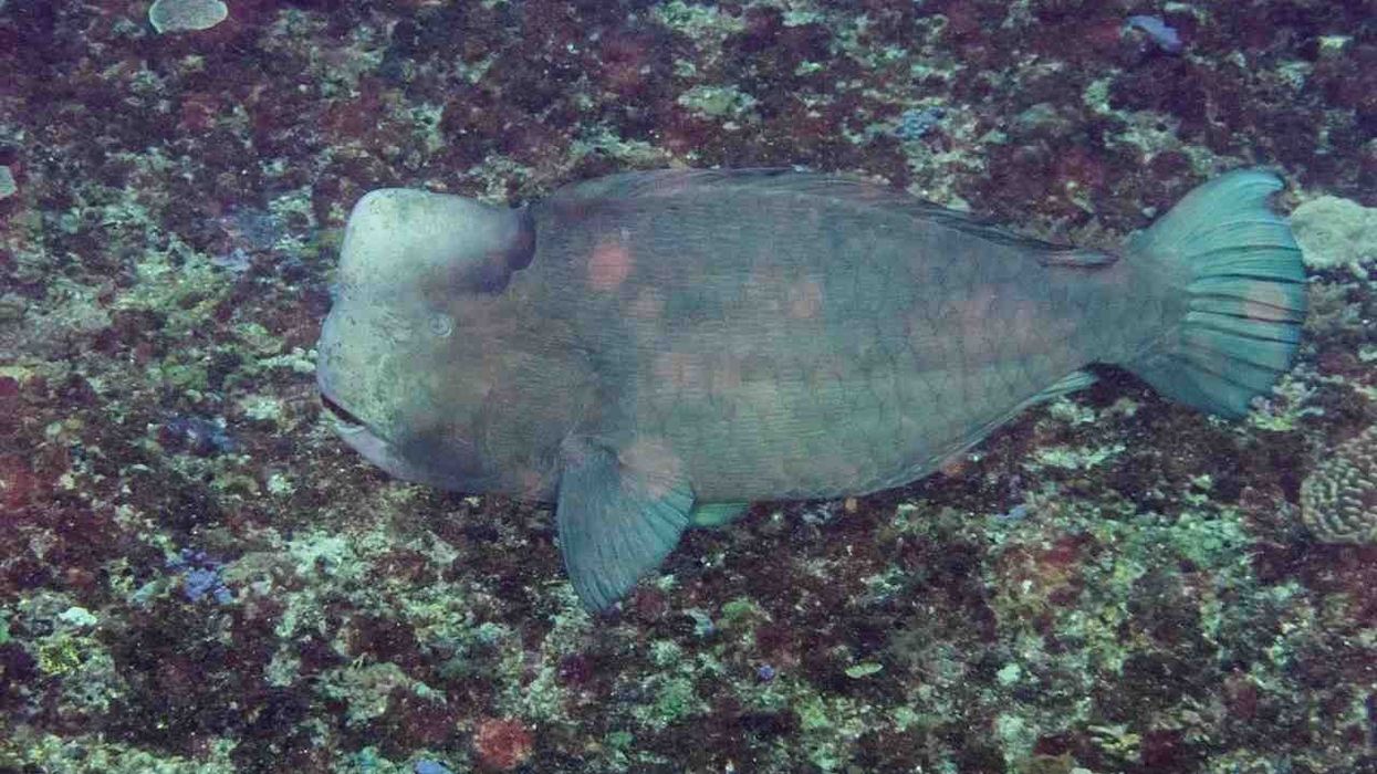 Discover interesting Bumphead parrotfish facts.