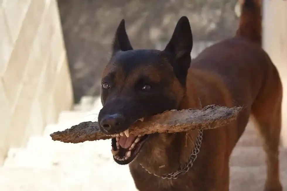 Discover interesting dog jaw facts and learn about the problems your dog's jaw can suffer from!