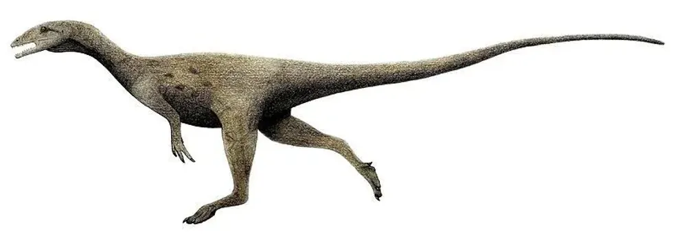 Discover interesting Dracoraptor facts including details about its specimen, discovery, fossil remains, length, feet, partial skull, skeleton, tooth, and tail.