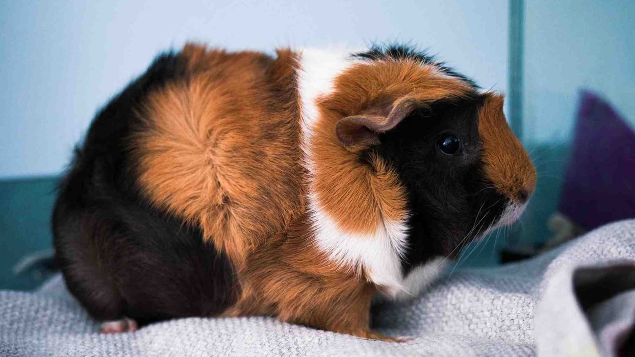 Discover interesting facts about Shiny Guinea Pig here.