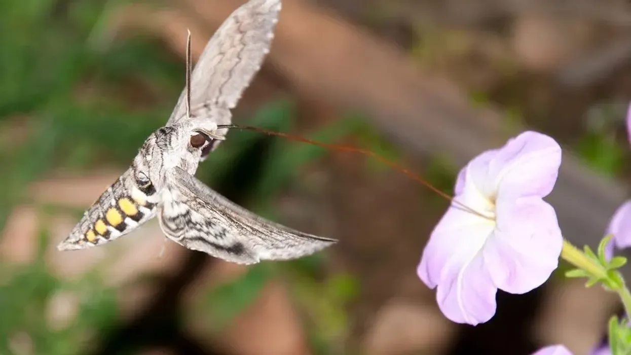 Discover interesting five-spotted hawk moth facts about its host plants, habitat, size, and much more!