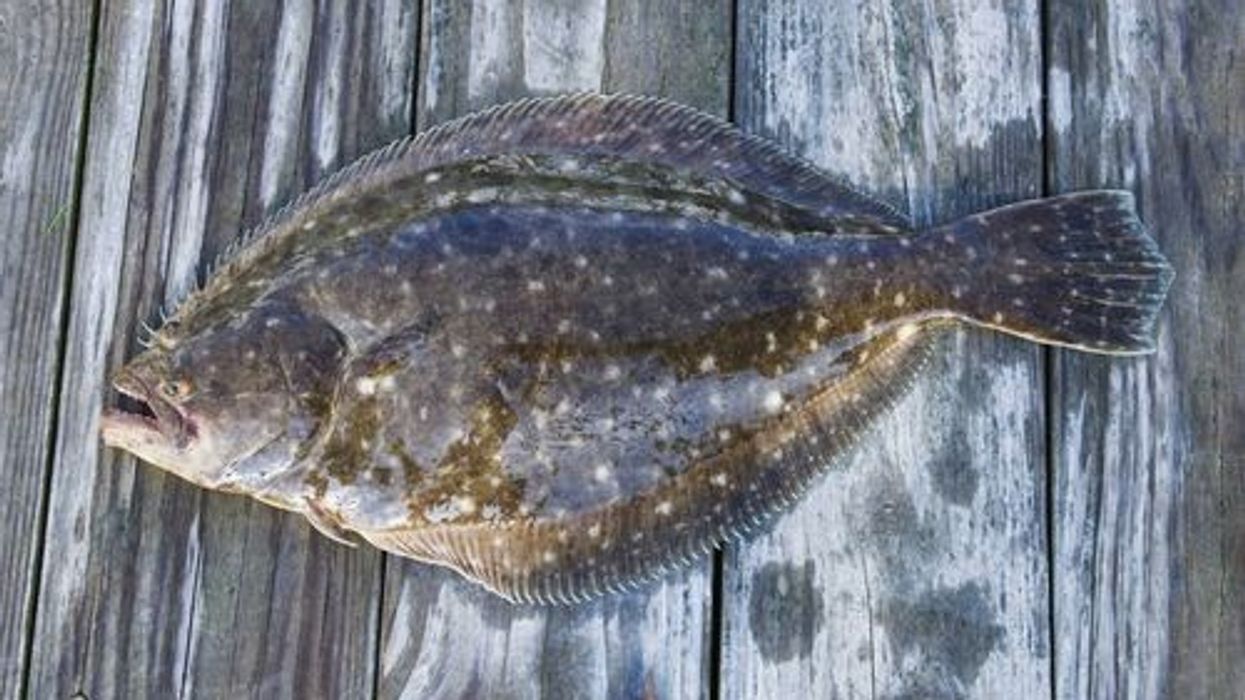 Discover interesting fluke fish facts like how it is known as "the chameleon of the sea".