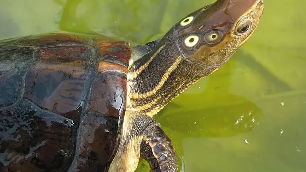 Discover interesting four-eyed turtle facts.