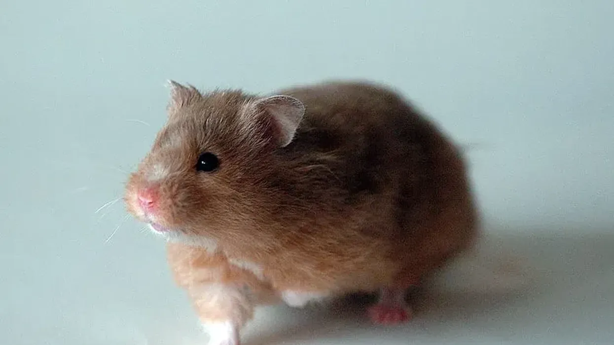 Discover interesting golden hamster facts about this friendly animal.