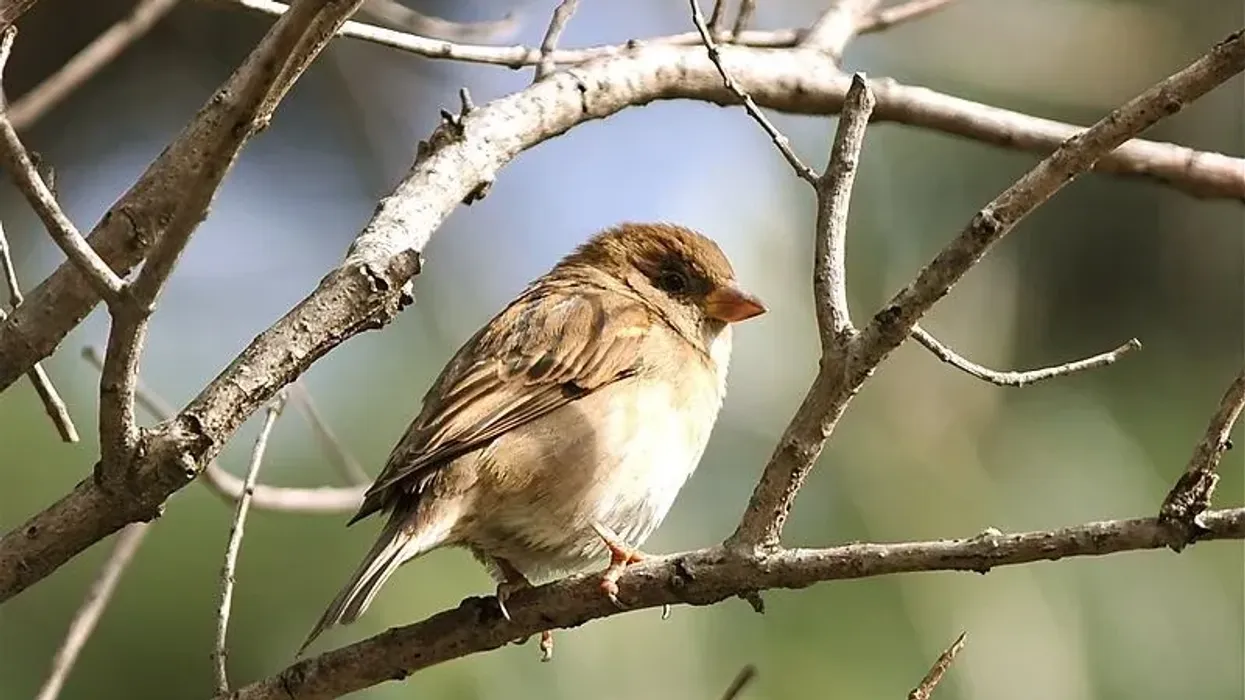 Discover interesting Italian sparrow facts.