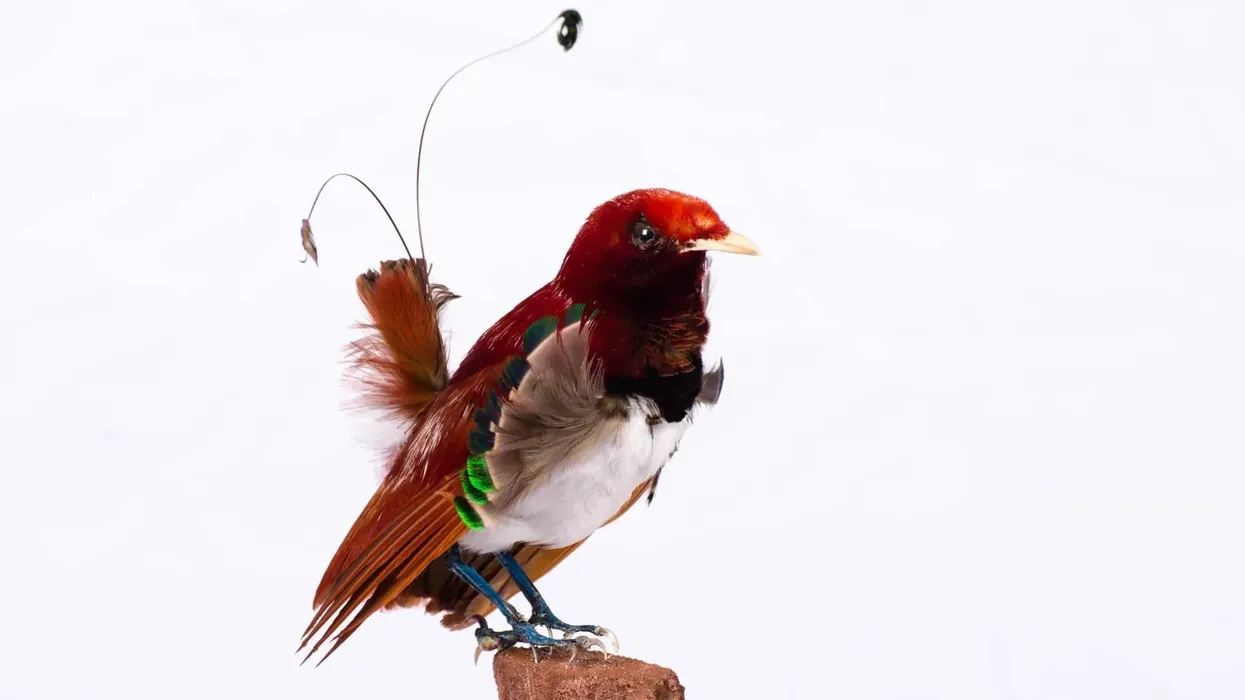 Discover interesting king bird-of-paradise facts including diet, feathers, distribution, and appearance.