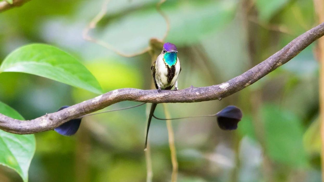 Discover interesting marvellous spatuletail facts.