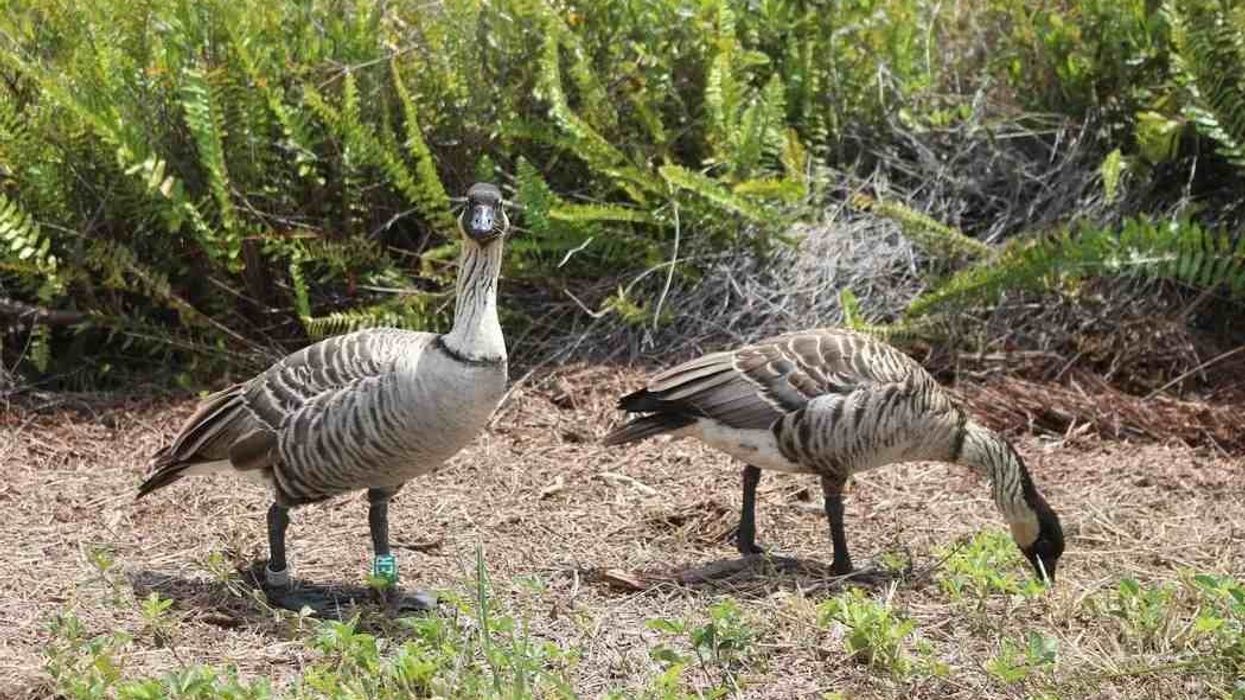 Discover interesting Nene goose facts.
