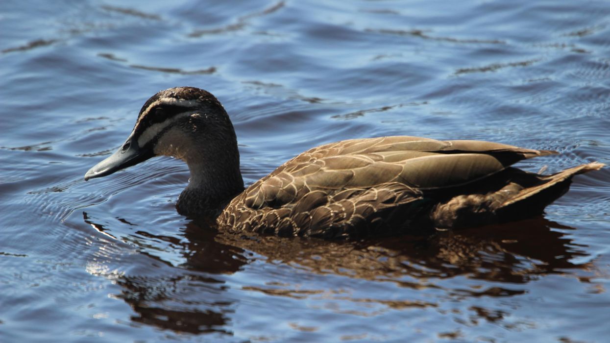 Discover interesting Pacific black duck facts for kids.