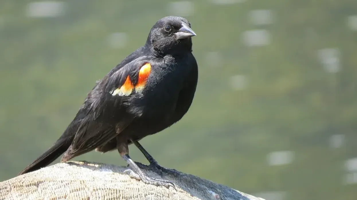 Discover interesting red-winged blackbird facts.
