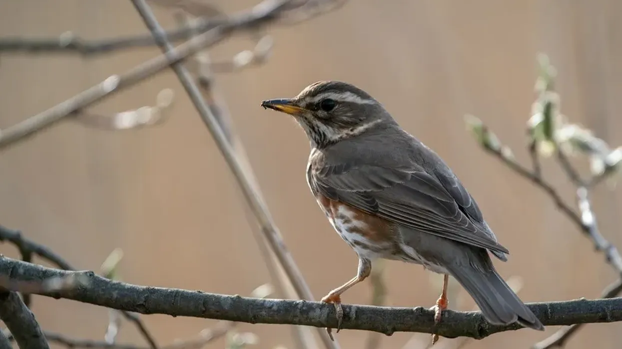 Discover interesting redwing facts.