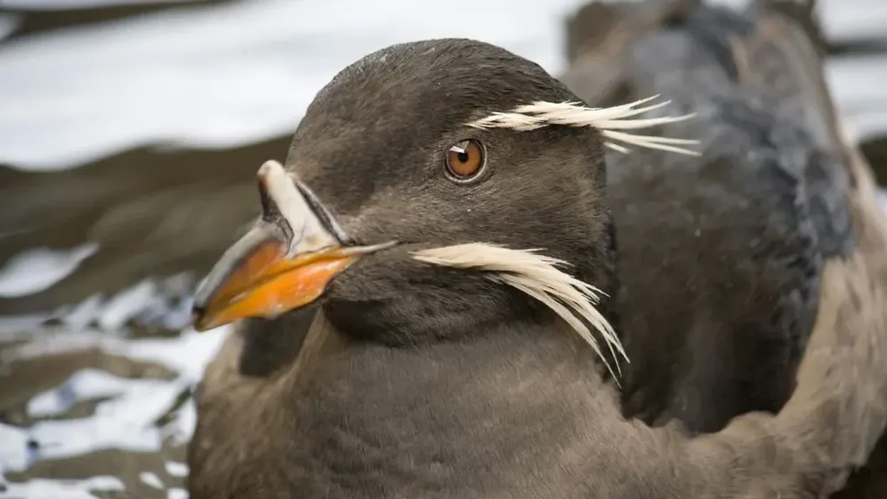 Discover interesting rhinoceros auklet facts about this interesting bird right here.
