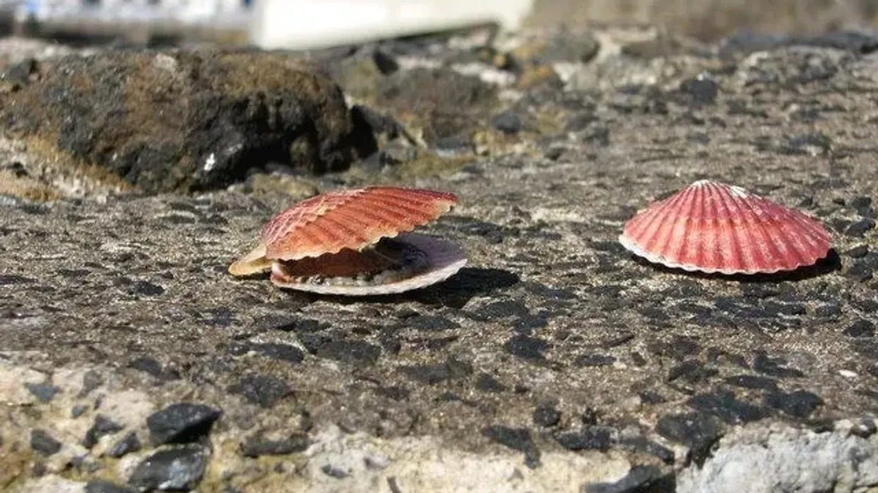 Discover interesting scallop facts.