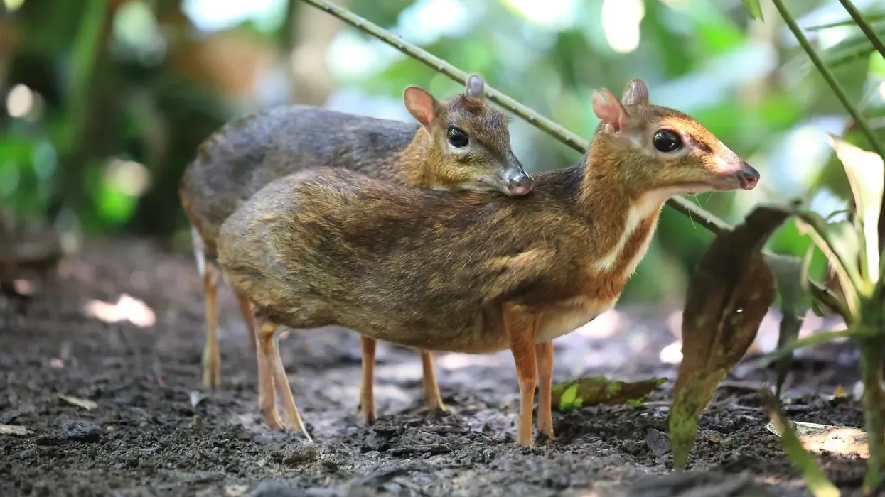 Discover interesting silver-backed chevrotain facts such as they have been hidden since 1910 and there scattered population was only seen in Vietnam recently.