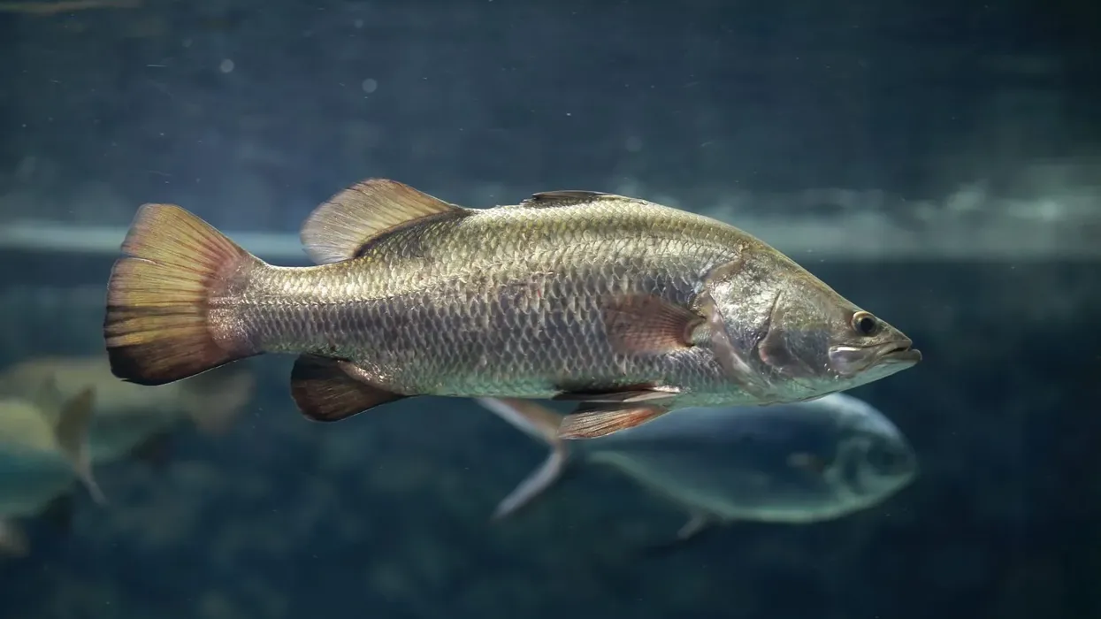 Discover interesting silver perch facts such as this species from America is found in both freshwater and saltwater.