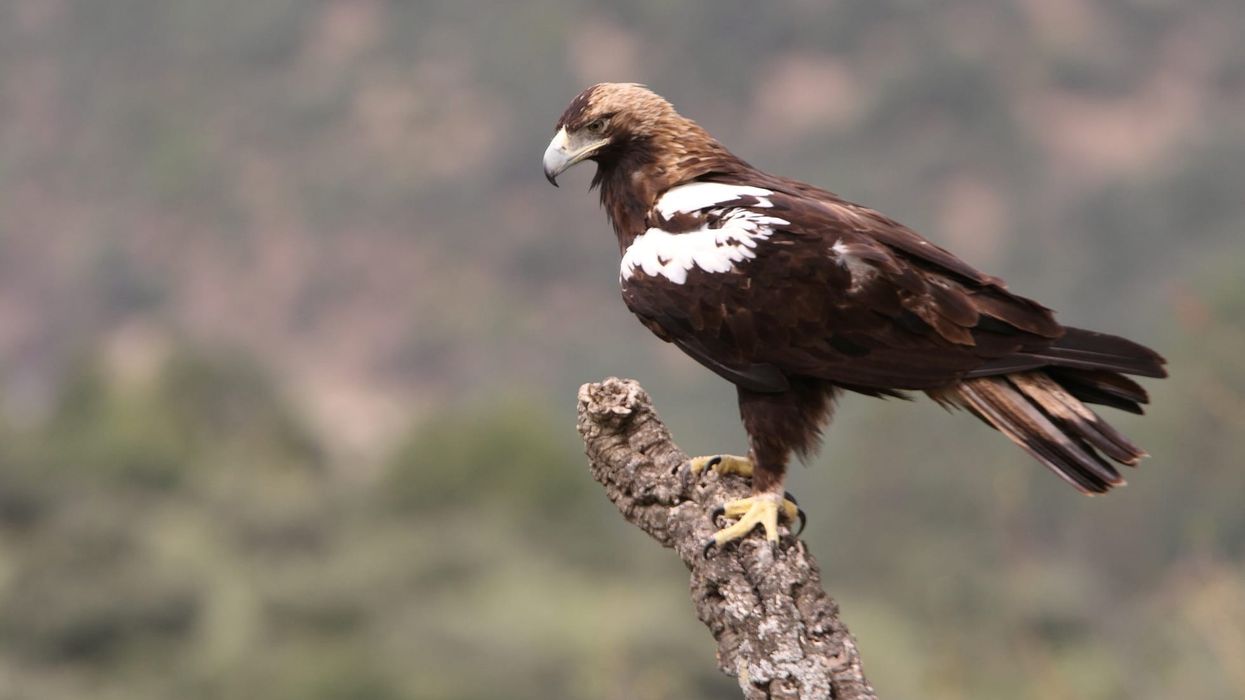 Discover interesting Spanish imperial eagle facts for kids.