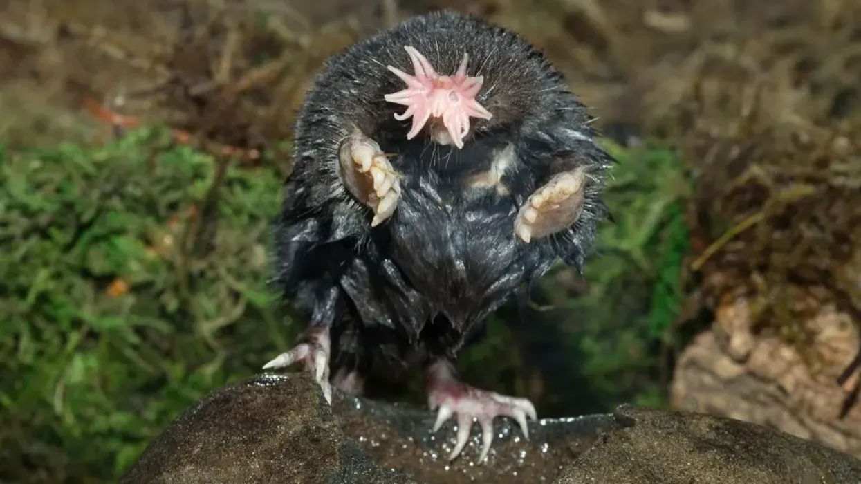 Discover interesting star-nosed mole facts such as that this is the only living species in the genus.