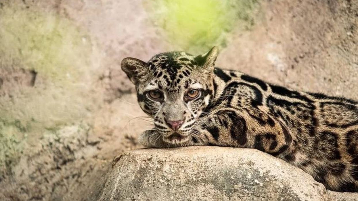 Discover interesting Sunda clouded leopard facts about their population, habitat, and diet.