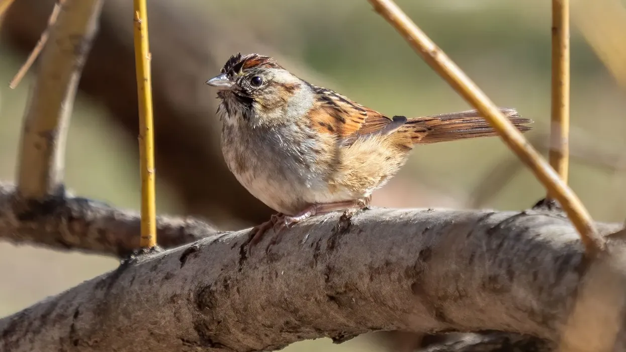 Discover interesting swamp sparrow facts about its breeding, migration, and conservation.