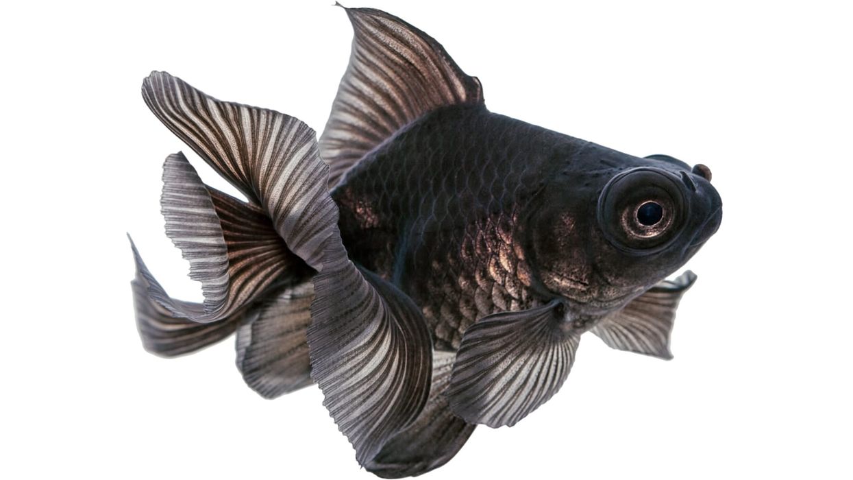 Discover interesting telescope fish facts here.