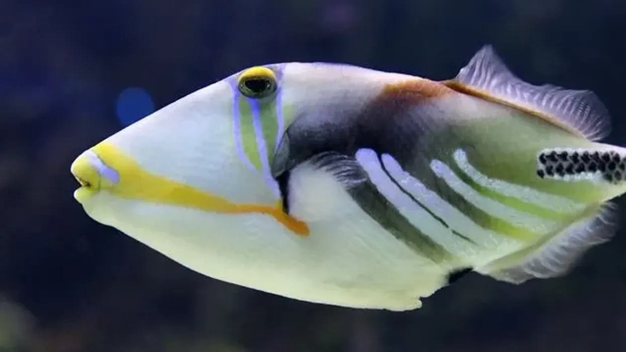Discover interesting triggerfish facts here.