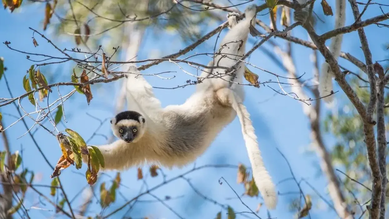 Discover interesting Verreaux's sifaka lemur facts such as they are endangered due to habitat degradation in Madagascar.