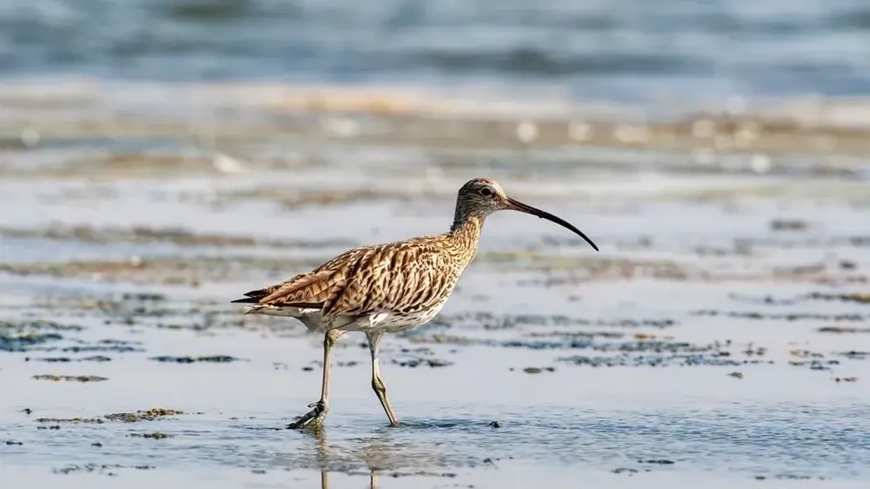 Discover interesting whimbrel facts.
