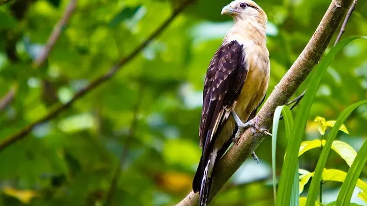 Discover interesting yellow-headed caracara facts.