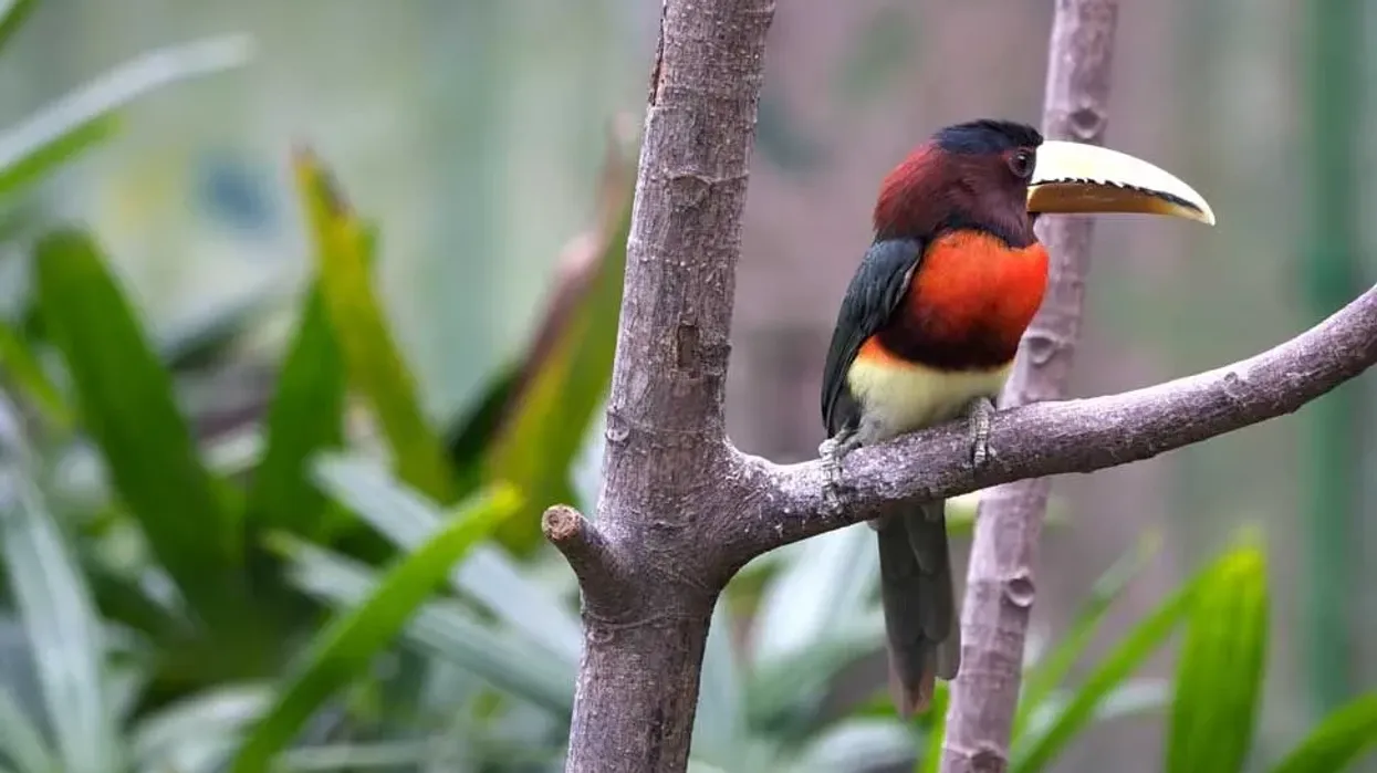 Discover ivory-billed aracari facts, a small toucan, found in South America